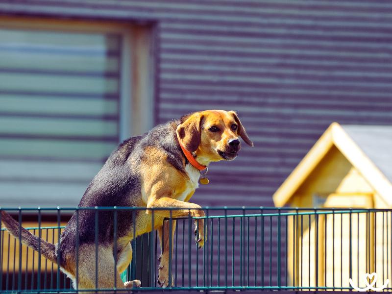 Jak-chovat-psa-venku (12)